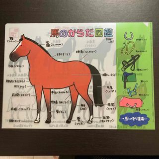 競馬クリアファイル　おがわじゅり(ノベルティグッズ)