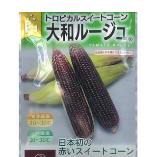 大和ルージュの種 60粒  日本初！  赤いスイートコーン(野菜)