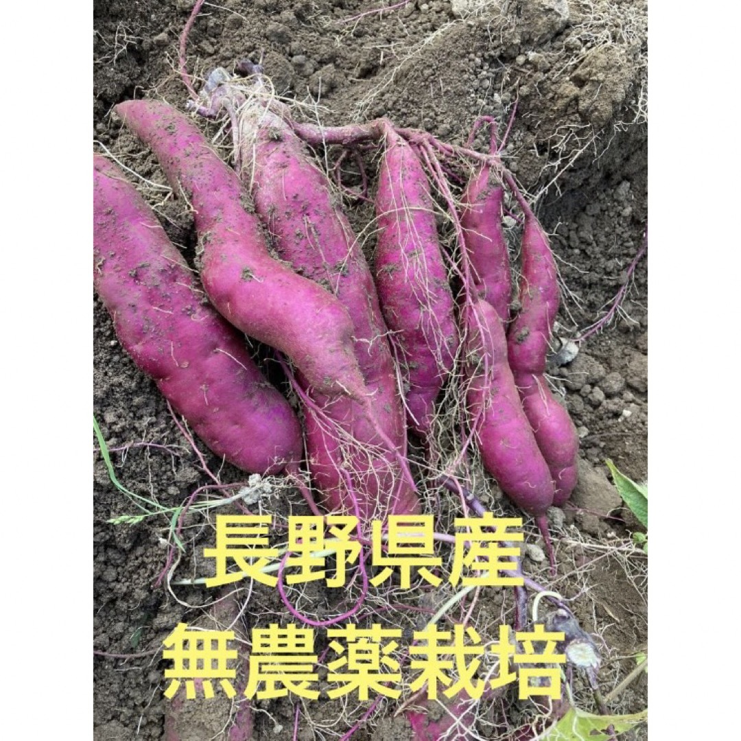 長野県産　パープルスイートロード　1.5キロ 食品/飲料/酒の食品(野菜)の商品写真