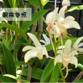 デンドロビウム　キンギアナム　白花　花芳香(その他)