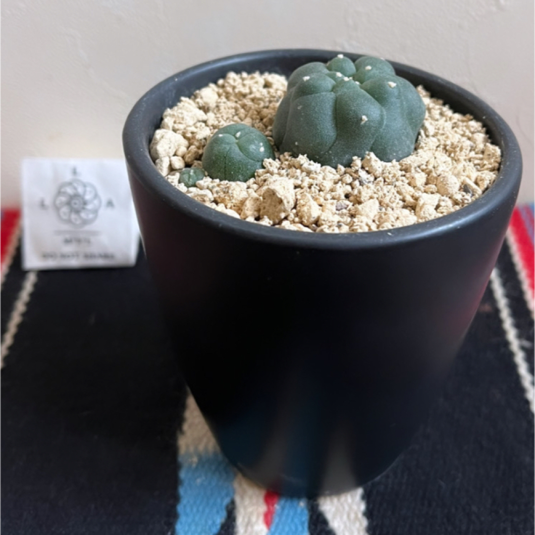 サボテン ロホホラ 鉢ごと発送
