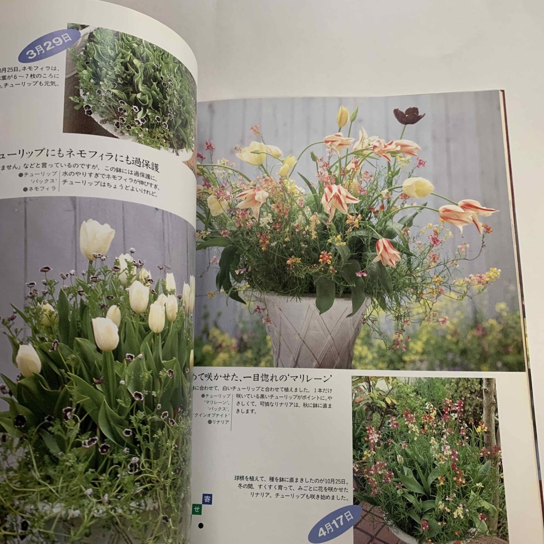 難波光江の花の寄せ植えとアレンジ 四季の庭から エンタメ/ホビーの本(趣味/スポーツ/実用)の商品写真