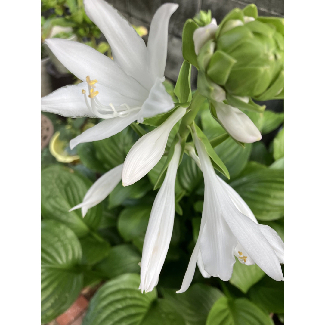 ギボウシ（白花）2株とオステオスペルマムの小苗のセット🌺 ハンドメイドのフラワー/ガーデン(その他)の商品写真