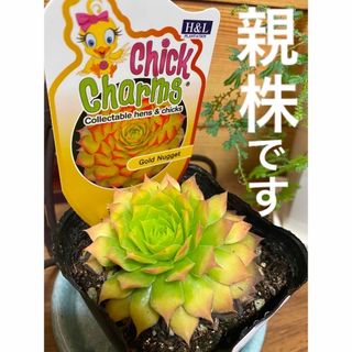 センペロビウム ゴ－ルドナゲット　抜き苗(その他)