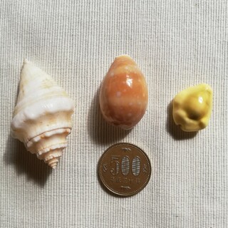 貝殻 3種類　奄美大島(その他)