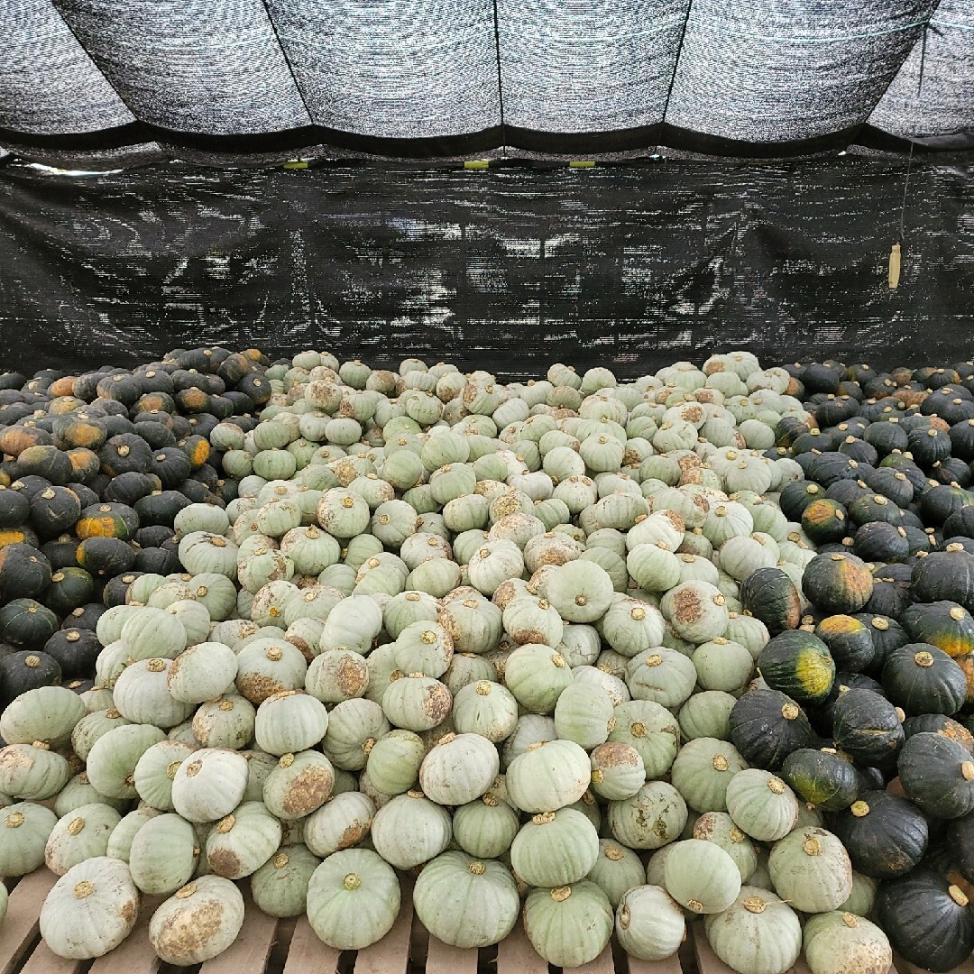 かぼちゃ5キロ 食品/飲料/酒の食品(野菜)の商品写真