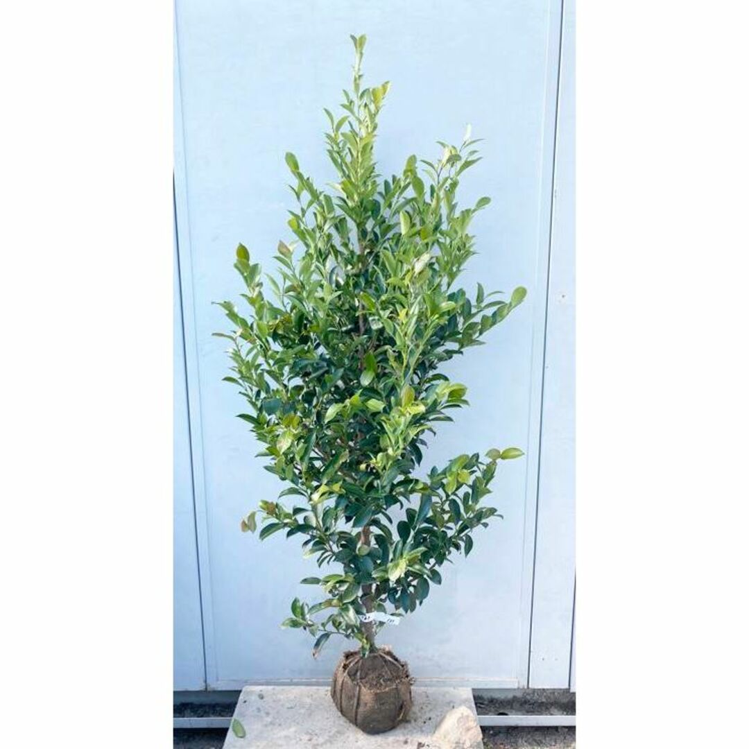 《現品》本榊（ホンサカキ）樹高1.4ｍ　135（根鉢含まず）《苗木/植木/さかき