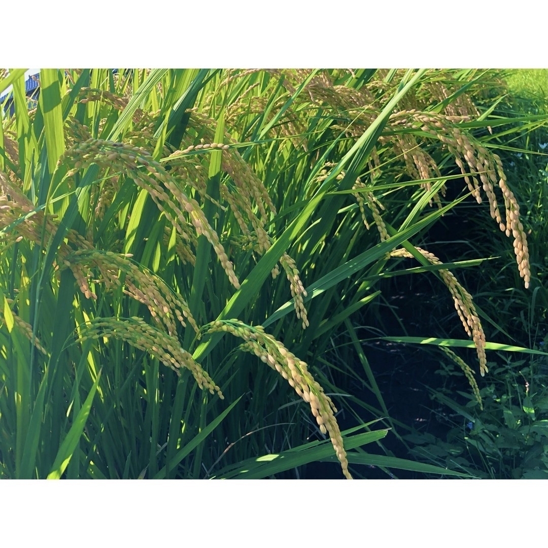 準自然米　福岡県産「元気つくし」令和４年産　玄米20kg  発芽玄米におすすめ