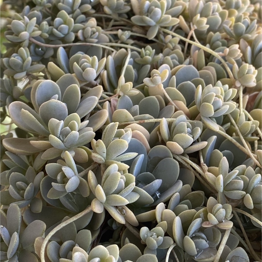 残りわずか‼️【多肉植物】子持ち蓮華　カット苗　10個フラワー/ガーデン