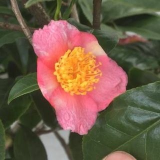 現品》ツバキ 炉開き(ロビラキ)樹高1.0m(根鉢含まず)03【苗木/椿