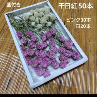 千日紅ドライフラワー　茎付き50本(ドライフラワー)