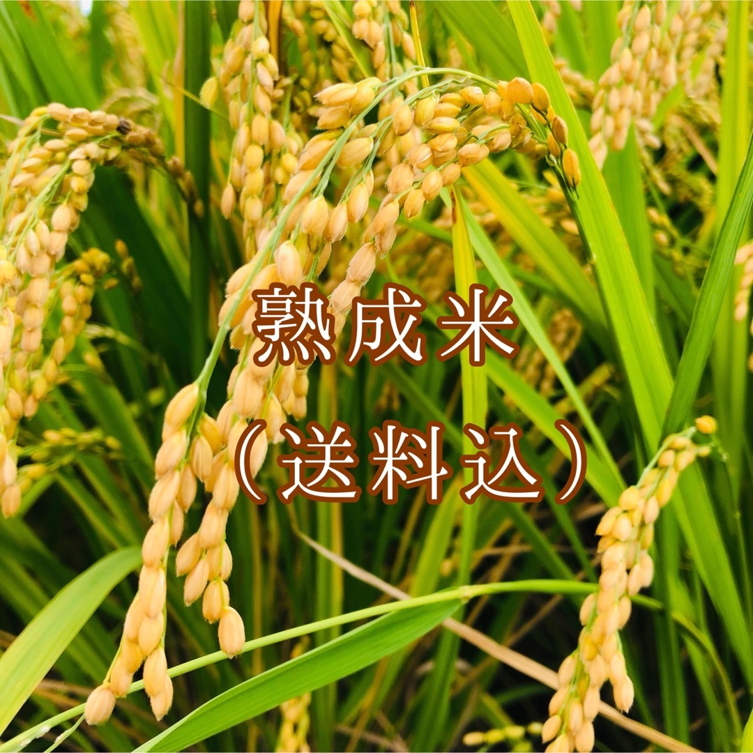 熟成米】キヌヒカリ 20キロ - 米/穀物