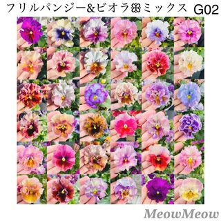 【G02】MeowMeow交配 フリルパンジー&ビオラの種 ミックス 100粒(その他)