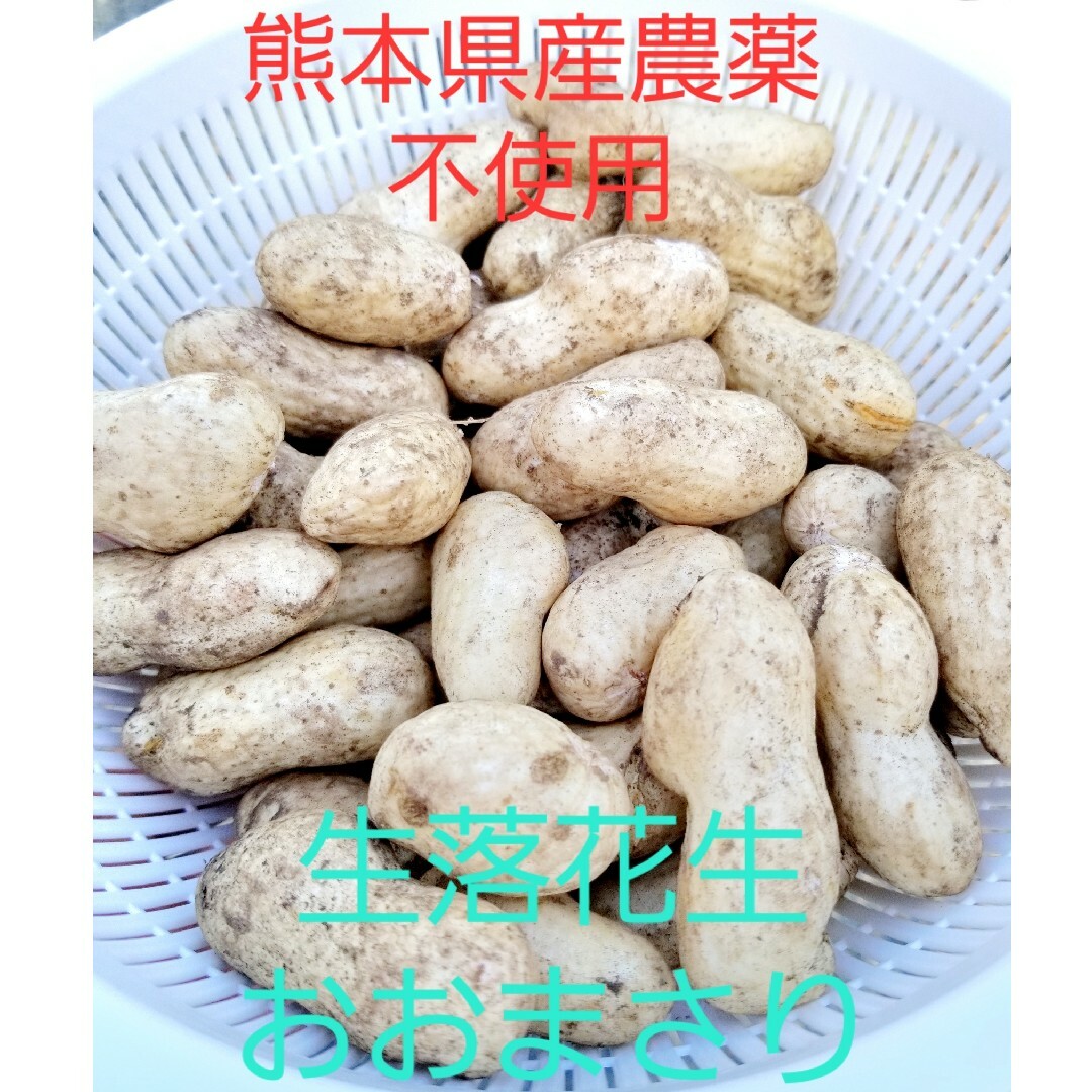 熊本県産農薬不使用　生落花生おおまさり　2kg 食品/飲料/酒の食品(野菜)の商品写真