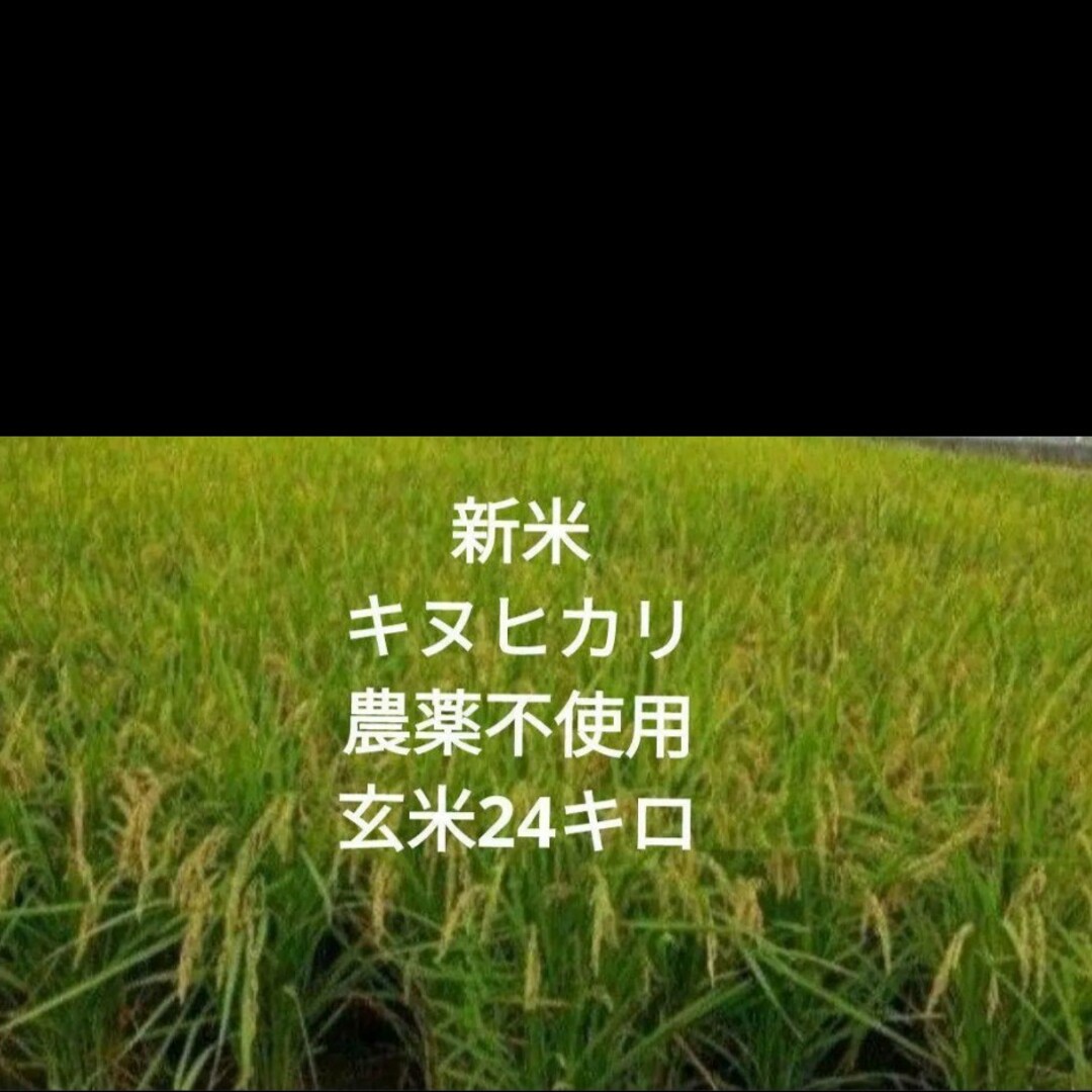 令和5年 キヌヒカリ 農薬不使用 玄米24キロ - siyomamall.tj