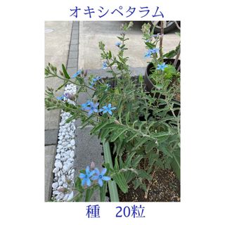 ブルースター　種　20粒　オキシペタラム(その他)