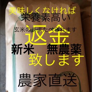 新米　無農薬　純こしひかり10㎏ 玄米(米/穀物)