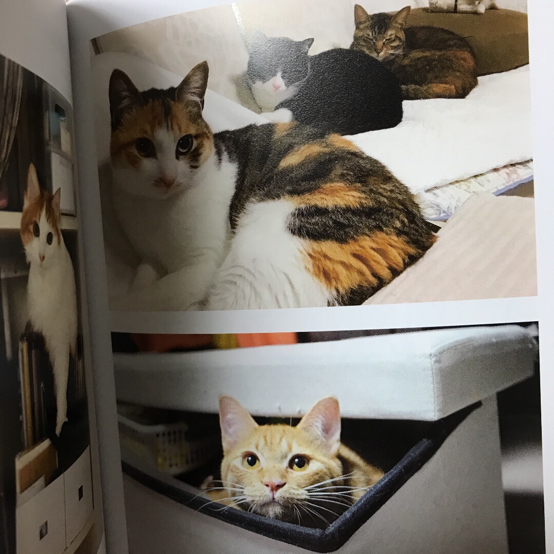 うちのお猫さま エンタメ/ホビーの本(絵本/児童書)の商品写真