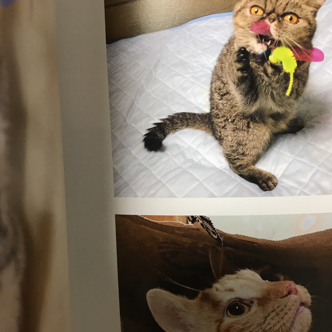 うちのお猫さま エンタメ/ホビーの本(絵本/児童書)の商品写真