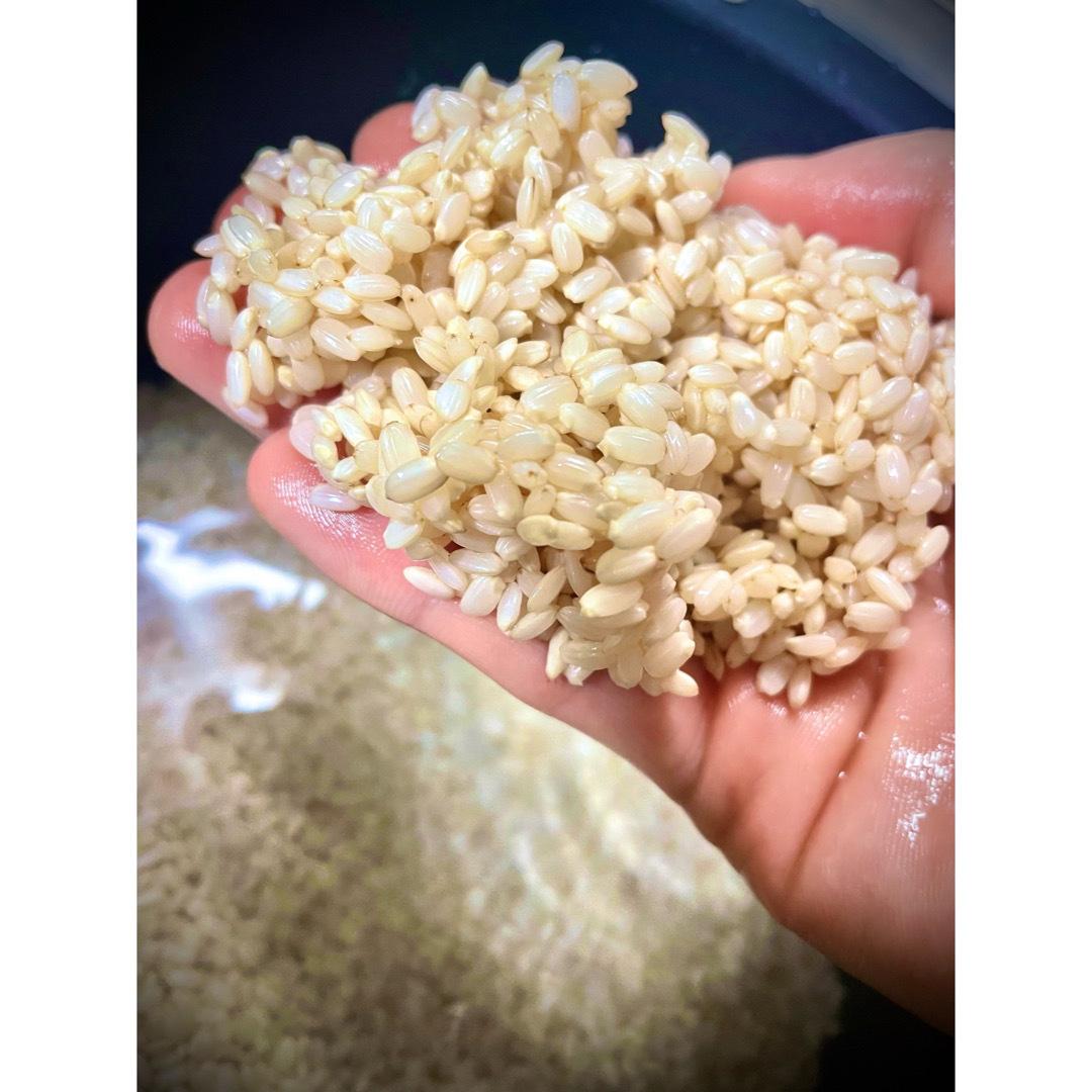 福岡県産「夢つくし」令和５年産　準自然米　米/穀物　玄米20kg　発芽玄米におすすめ