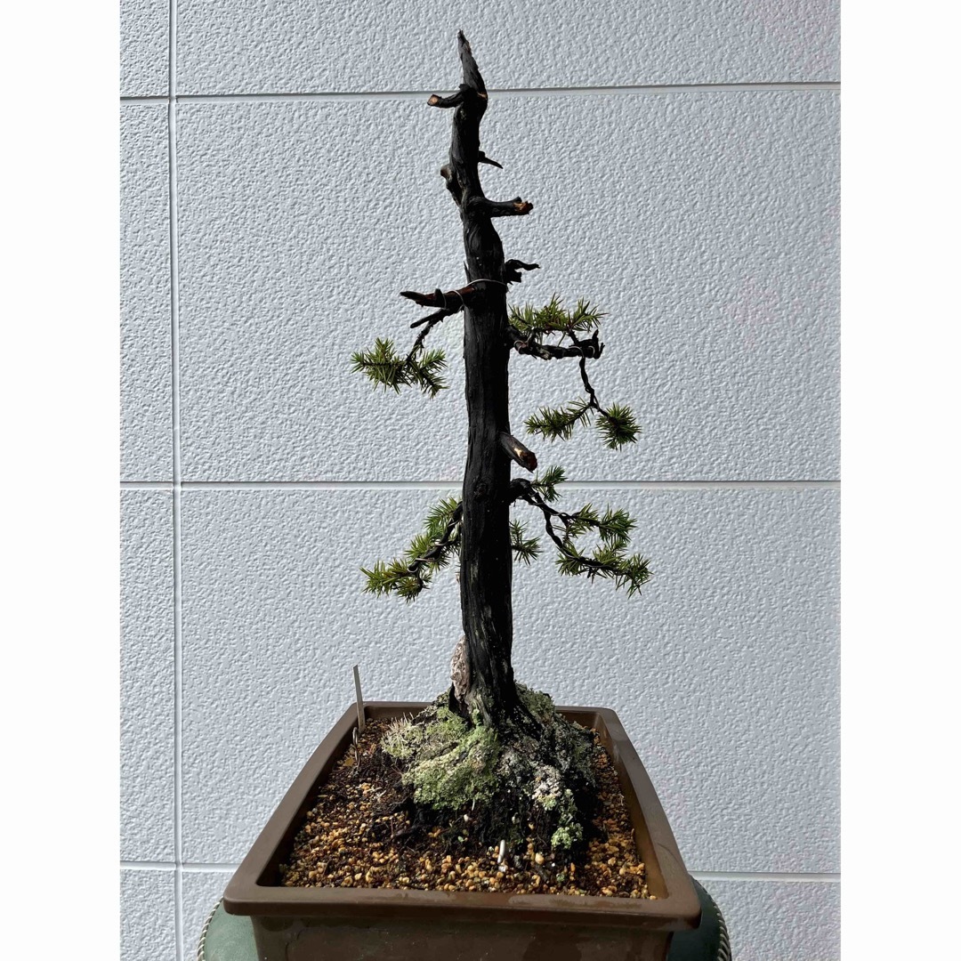 山取り杜松 中品盆栽 bonsaiの通販 by sk88873's shop｜ラクマ