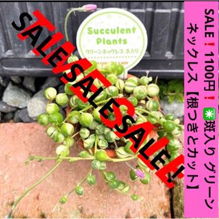 SALE❗️1100円❗️ ✳️斑入り グリーン ネックレス 【根つきとカット】(その他)