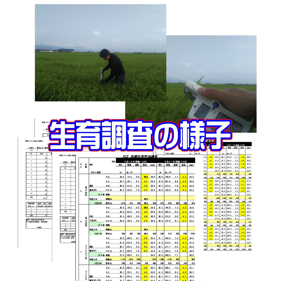 新米！　雪若丸１０ｋｇ　めしだけでうまい。2023年産　山形県産　特栽＆大粒