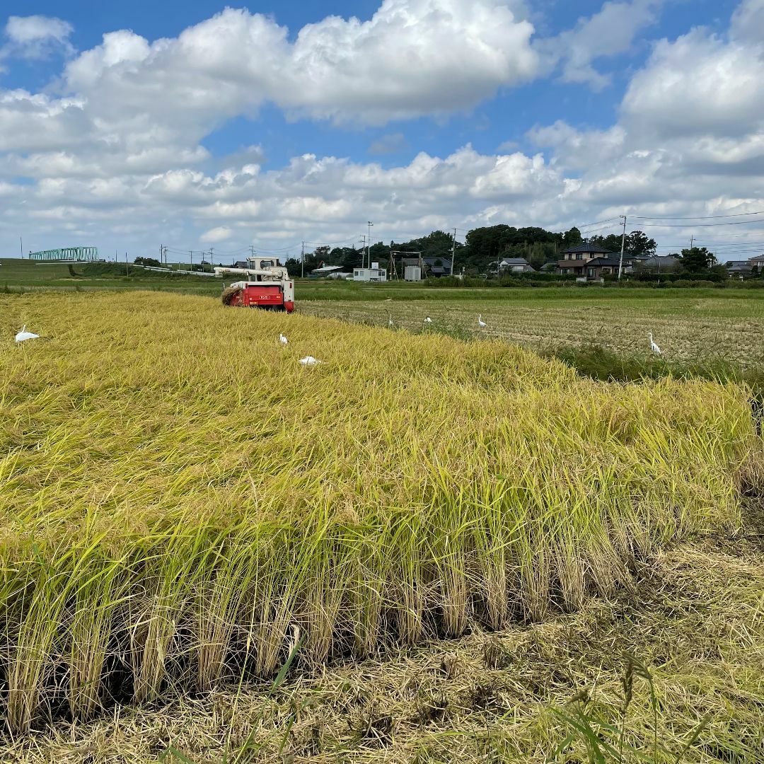 初売り 令和5年 産地直送 茨城県産 コシヒカリ 白米30kg