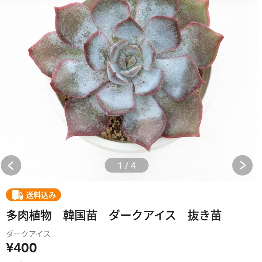 多肉植物　リラシナ錦　覆輪　美斑　美苗　カット苗【特定記録付】