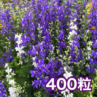 花の種　千鳥草（ラークスパー）(その他)