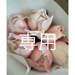 ASKA - 黄土よもぎ蒸し　アスカ　よもぎ蒸し　セット　asuka