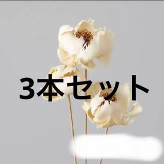 パームフラワー  3本(ドライフラワー)