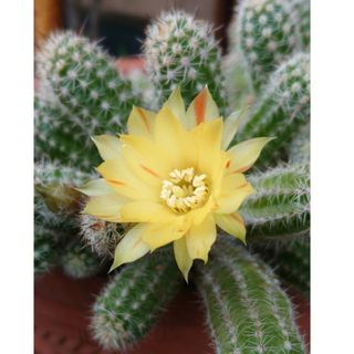 多肉植物✿サボテン🌵黄花白檀🌵抜き苗です(プランター)