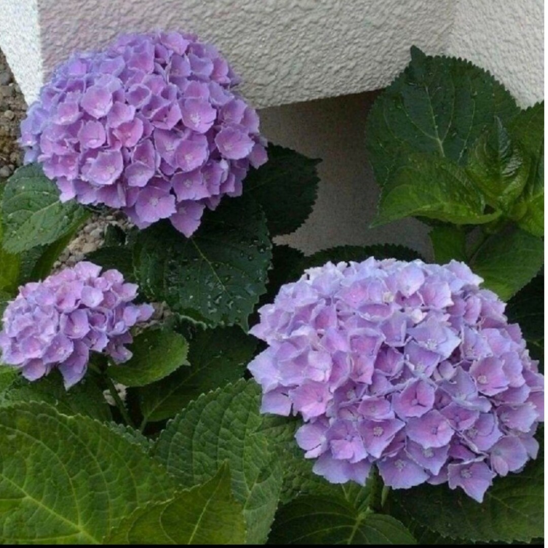秋色紫陽花の苗 ハンドメイドのフラワー/ガーデン(プランター)の商品写真