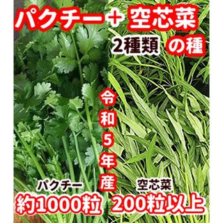 パクチーの種＋空芯菜の種の2種類セット(野菜)