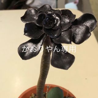 黒法師(プランター)