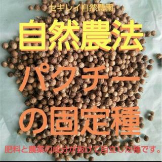 自然農法　パクチー（コリアンダー）の固定種(野菜)