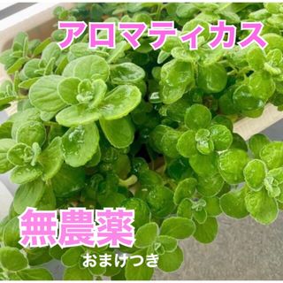 SALE アロマティカス無農薬　多肉植物　根付き　おまけつき(その他)