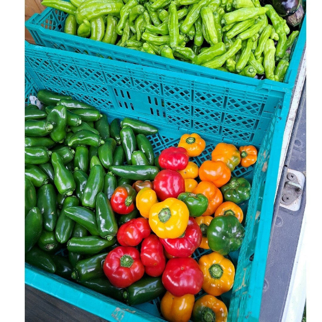 無農薬　野菜セットコンパクト 食品/飲料/酒の食品(野菜)の商品写真