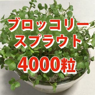 【4000粒】ブロッコリースプラウト 種 タネ　たね　20ml(野菜)