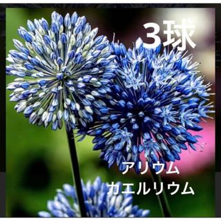 アリウム カエルレウム 球根 3球(プランター)