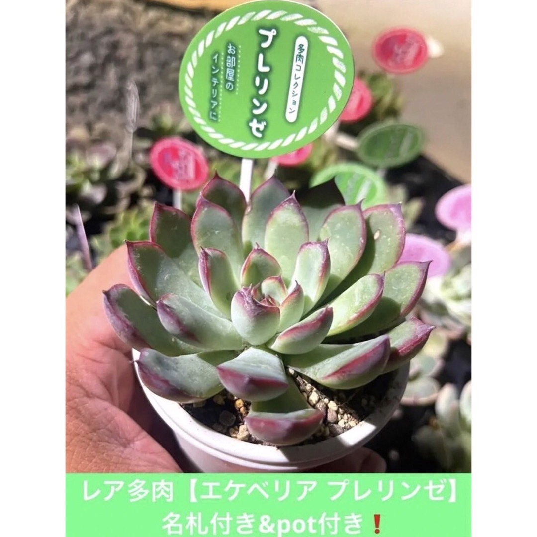 おまとめ多肉⑦種SET❗️potのまま&名札付き❗️