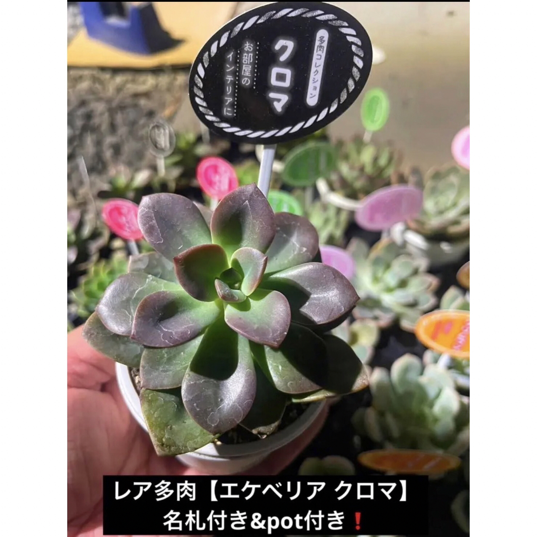 おまとめ多肉⑦種SET❗️potのまま&名札付き❗️