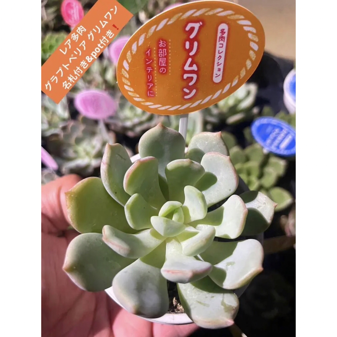 コレ❗️全部❗️❗️ムーンシャイン❗️potのままヤマト配送します❗️