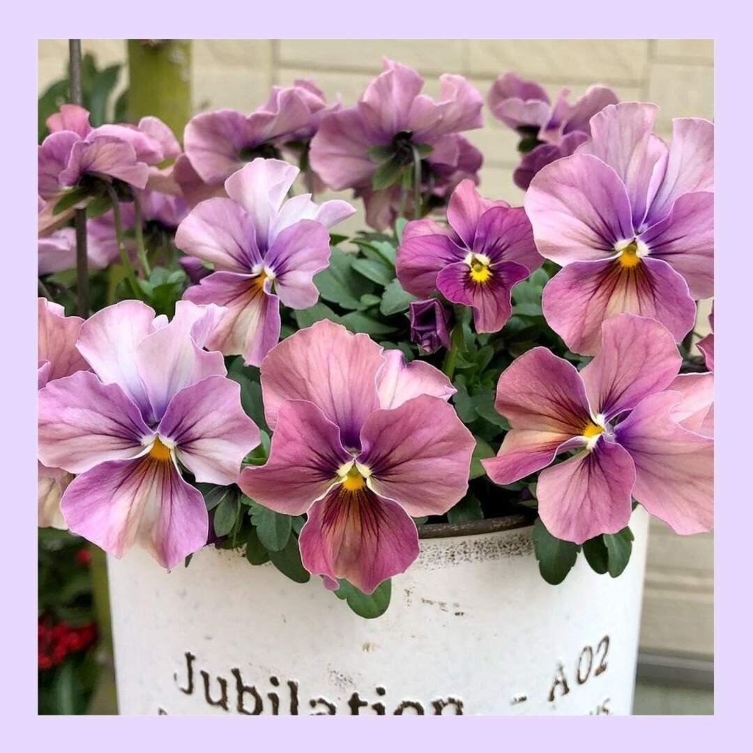 18粒　アンティークなくすみカラー　✦ビオラしんしん✦　花の種 ハンドメイドのフラワー/ガーデン(その他)の商品写真