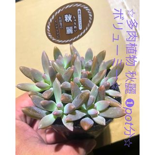 ⭐︎多肉植物 秋麗 ❶pot分⭐︎ボリューミー⭐︎(その他)