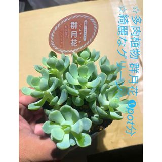 ⭐︎多肉植物 群月花 ❶pot分⭐︎綺麗なグリーン⭐︎(その他)