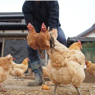 tara様専用卵(その他)