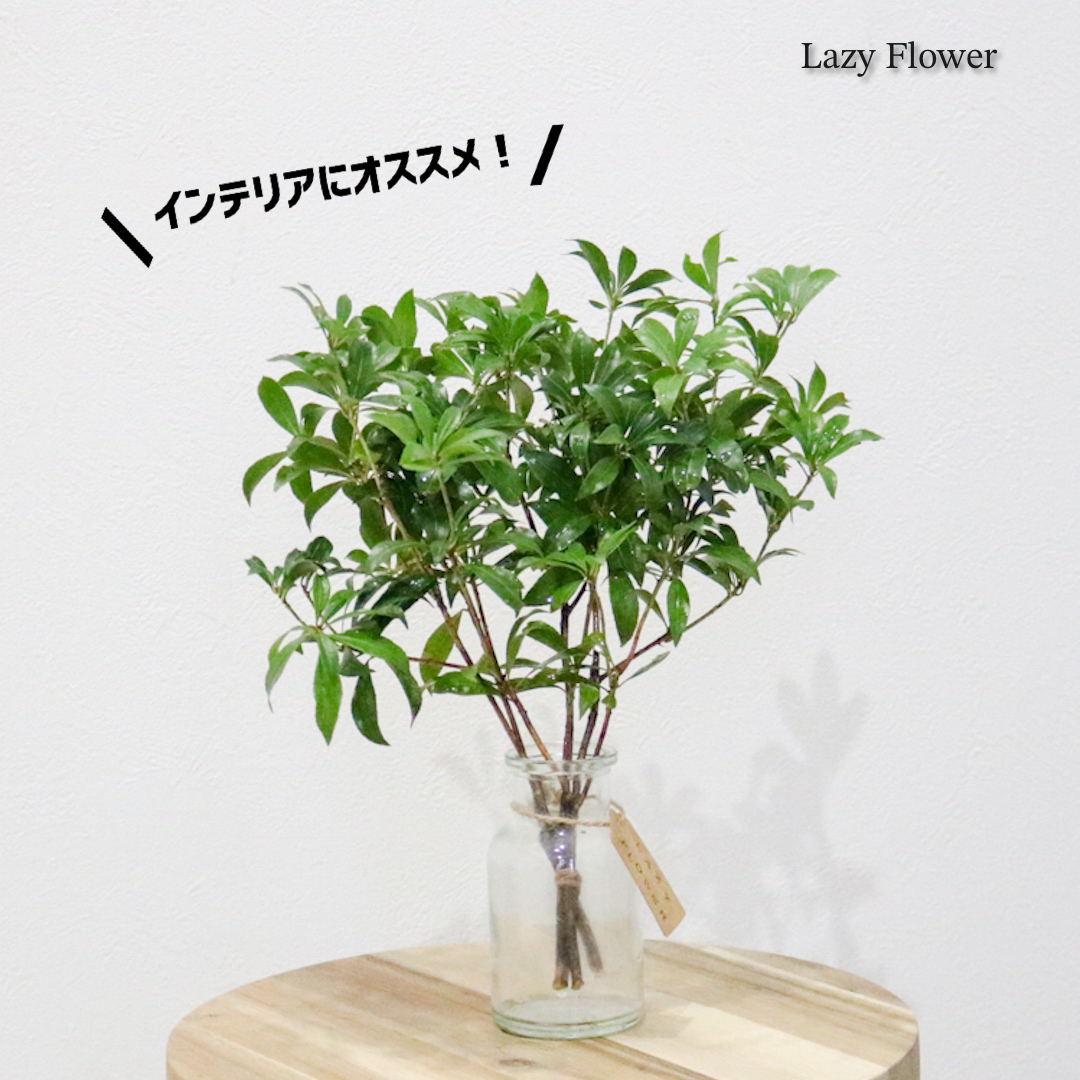 アセビ 30cm 1束　枝物 生花 観葉植物 インテリア ハンドメイドのインテリア/家具(インテリア雑貨)の商品写真