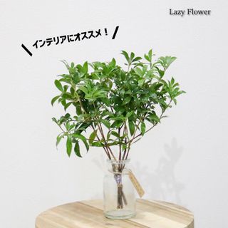 アセビ 30cm 1束　枝物 生花 観葉植物 インテリア(インテリア雑貨)